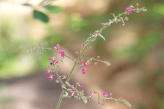 Pseudarthria viscida